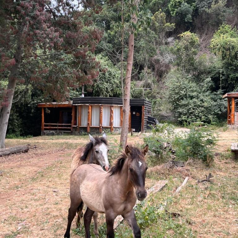 Reserva los Bollenes - Bungalow - 2