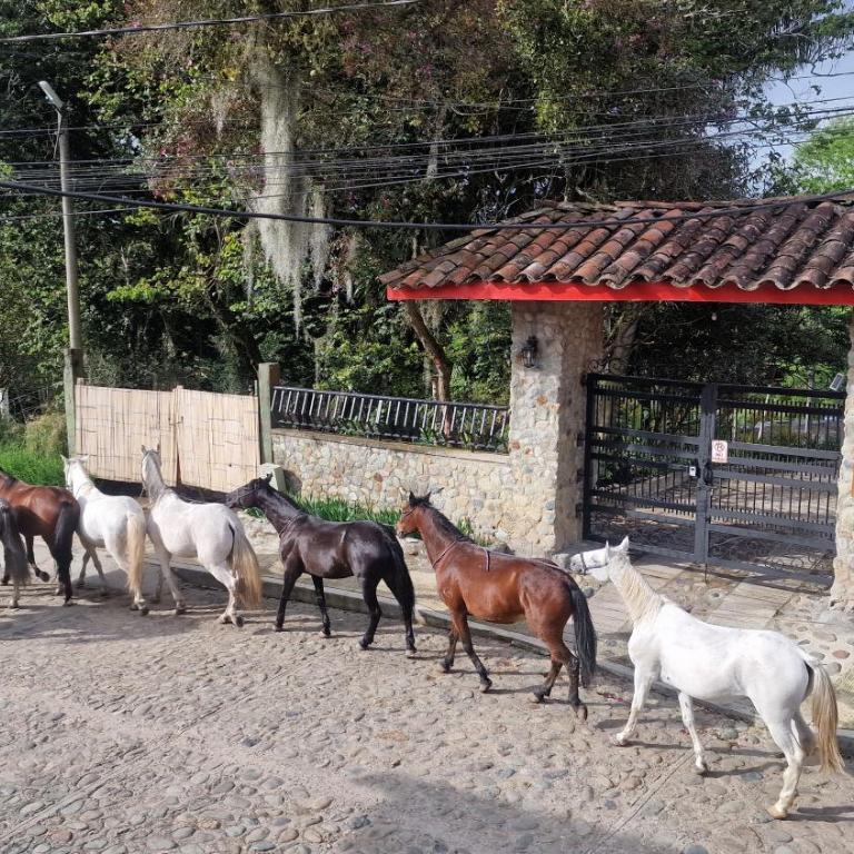 Hotel La Caracola Salento - Habitación Deluxe con cama extragrande - 61