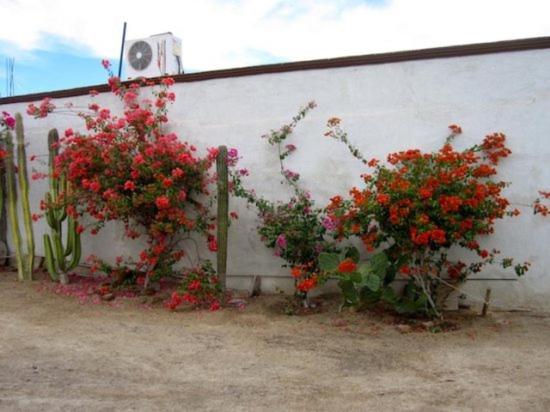 San Felipe Rental Studio 3 FREE WIFI AND CABLE TV - Casa - 6