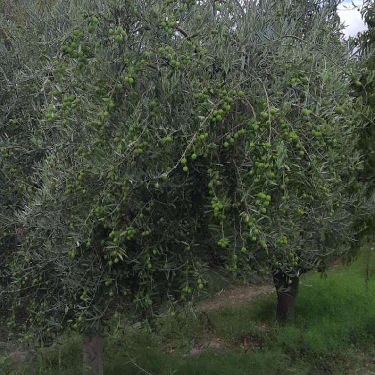 Quinta Santiago - Apartamento de 1 dormitorio - 11