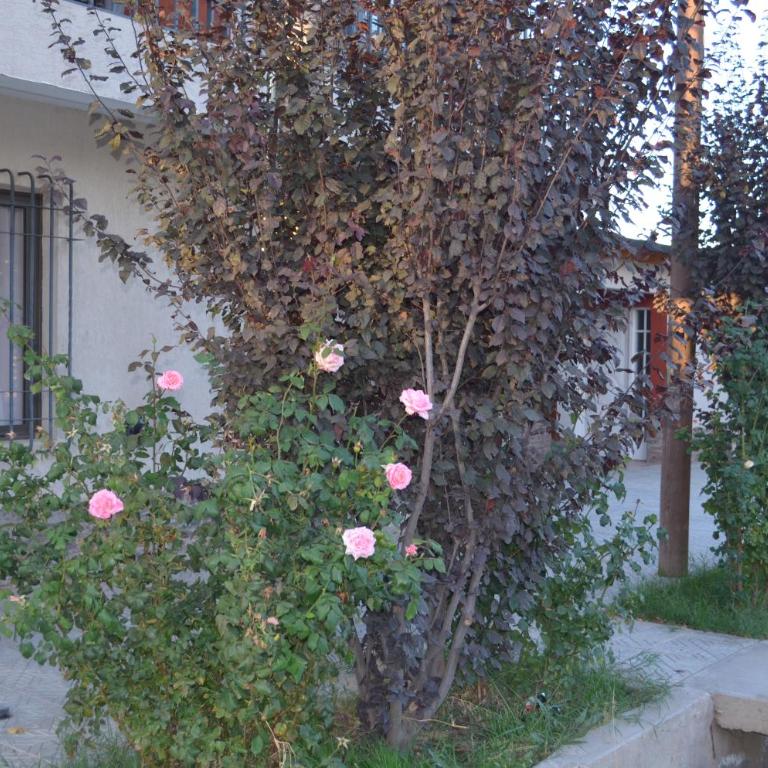 Susy Rental - Two-Bedroom Apartment - 14