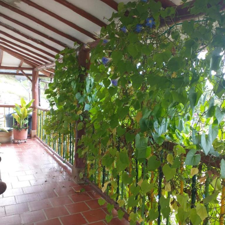 XayLa Agro Hostel Curití - Three-Bedroom Home - 6