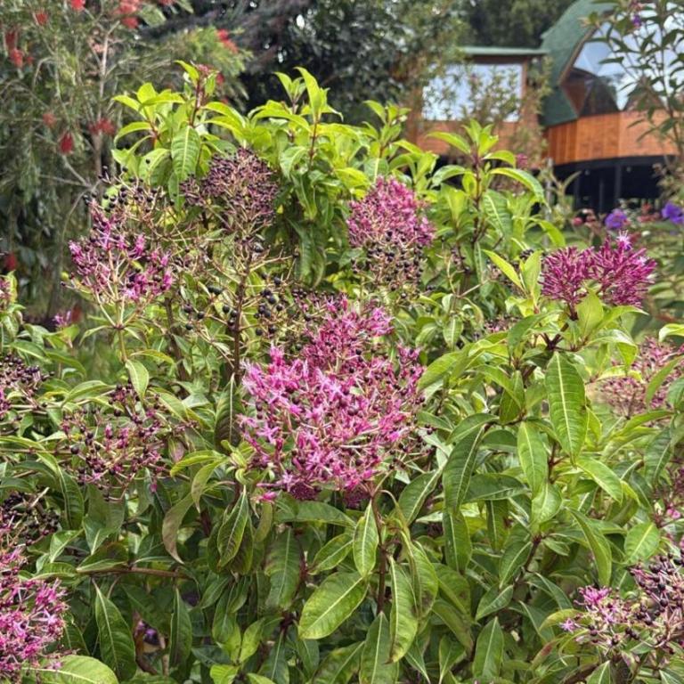 Glamping Brillo de Luna - Tienda - 15