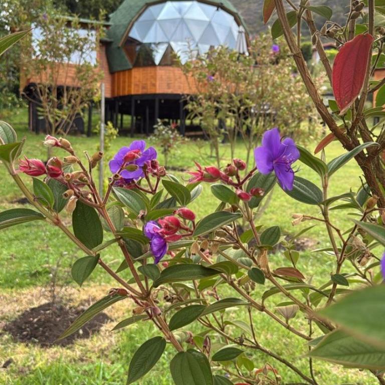 Glamping Brillo de Luna - Tienda - 16