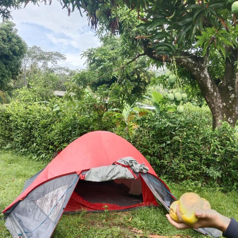 La carpa de Nilo - Tienda - 2