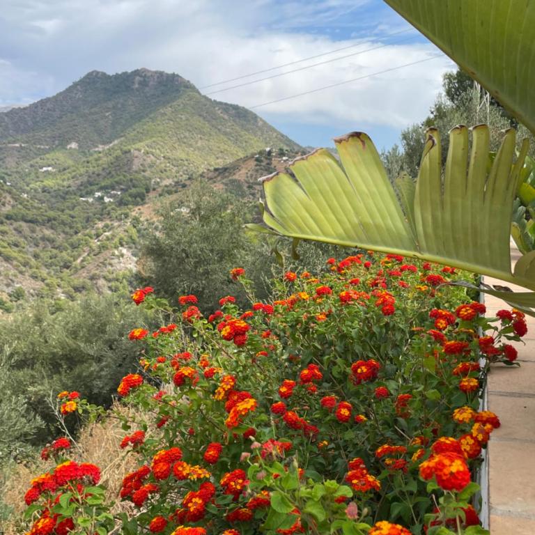 Casa Calmante - Stunning 3-bedroom Villa with Private Pool - Villa de 3 dormitorios - 15