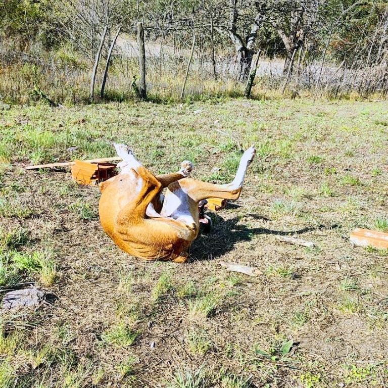 Lodekarol Cabaña - Chalet de 1 dormitorio - 8