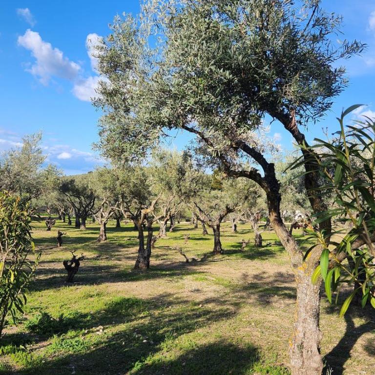 Agroturismo Viña Inés Toledo - Villa - 35