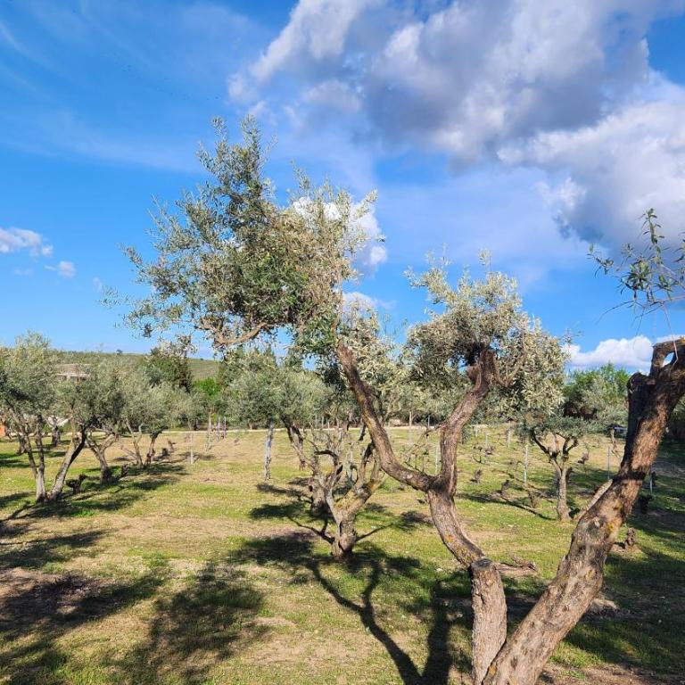 Agroturismo Viña Inés Toledo - Villa - 83