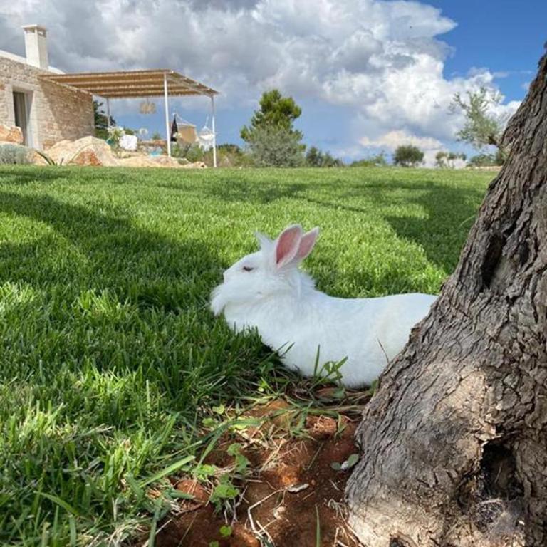 Borgo Del Tempo Ritrovato - Luxury Relais in Puglia - Casa con 2 Camere da Letto - 23