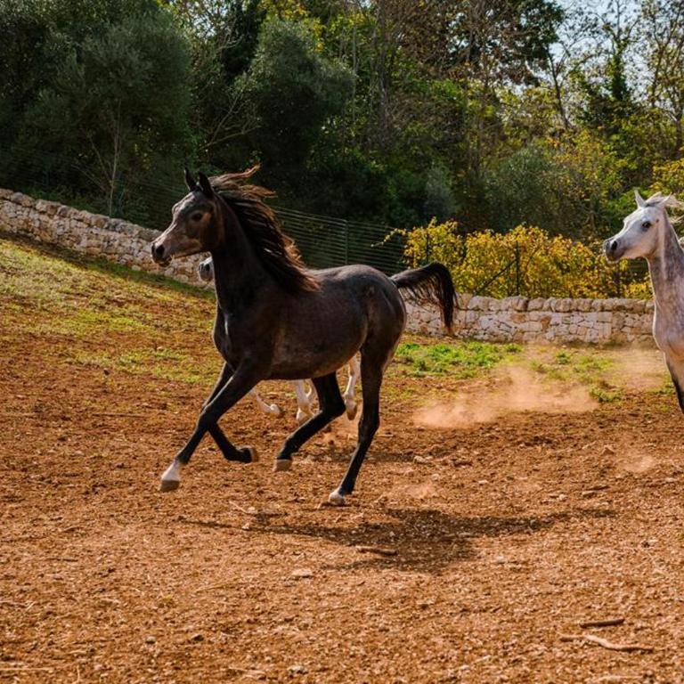 Borgo Del Tempo Ritrovato - Luxury Relais in Puglia - Casa con 2 Camere da Letto - 25