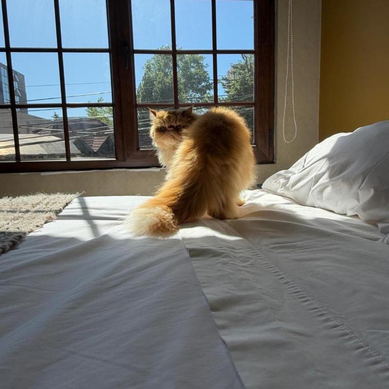 Departamento Pet friendly a Metros del Mall Cenco Temuco, Casino Dreams y Av Alemania - One-Bedroom Apartment - 1