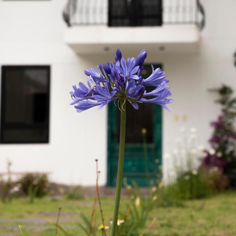 Casa Julia - Six-Bedroom House - 20