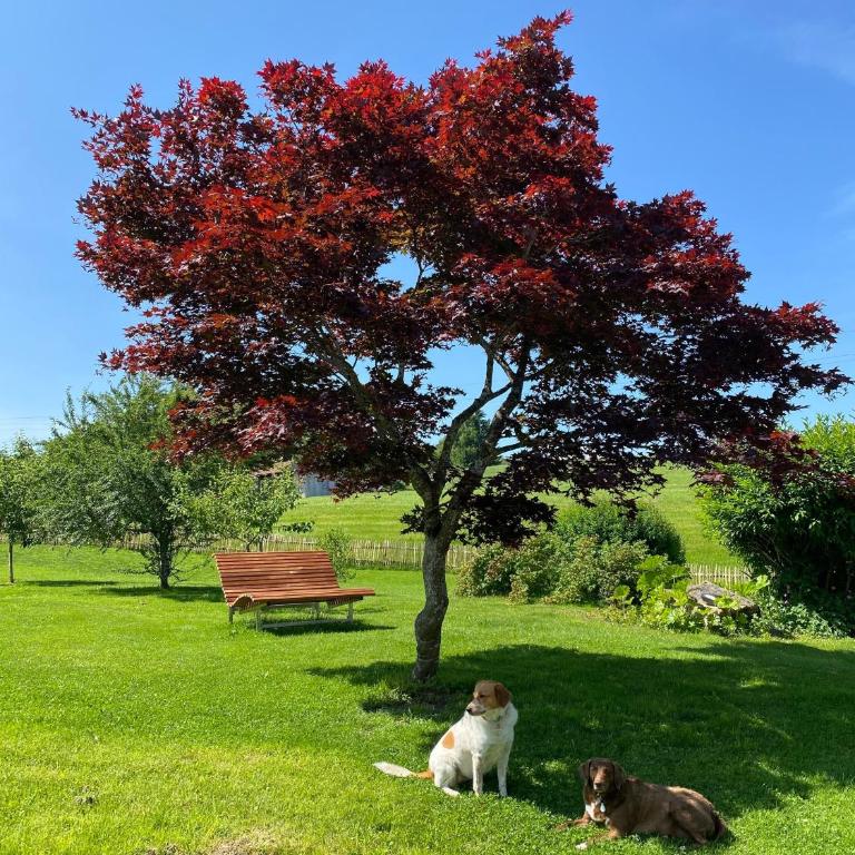 Allgäu- Ferienwohnung mit Hund - Apartment - 14
