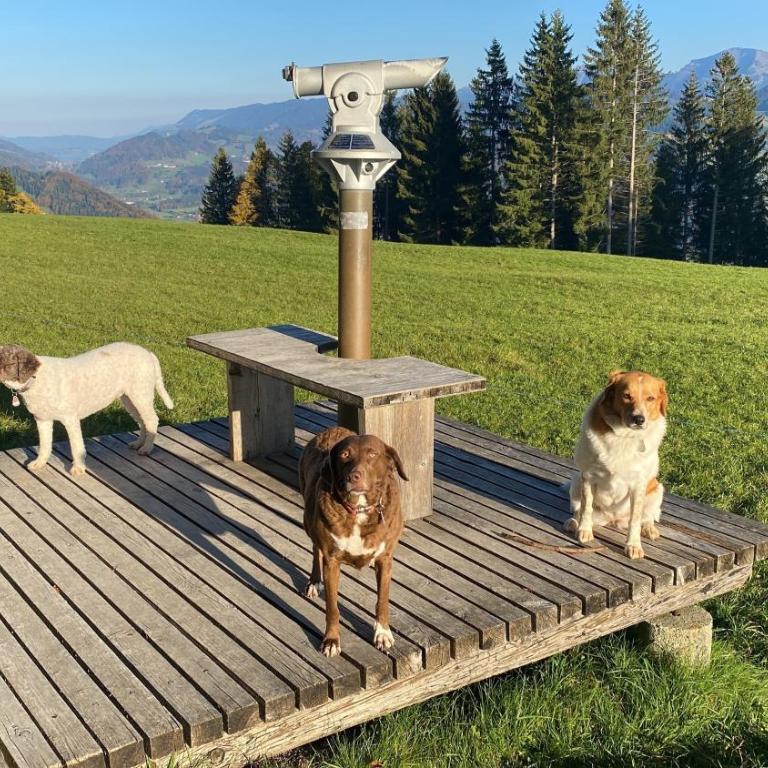 Allgäu- Ferienwohnung mit Hund - Apartment - 16