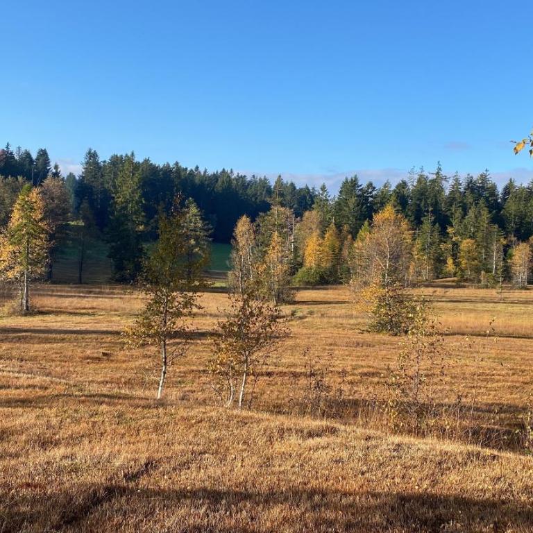 Allgäu- Ferienwohnung mit Hund - Apartment - 21