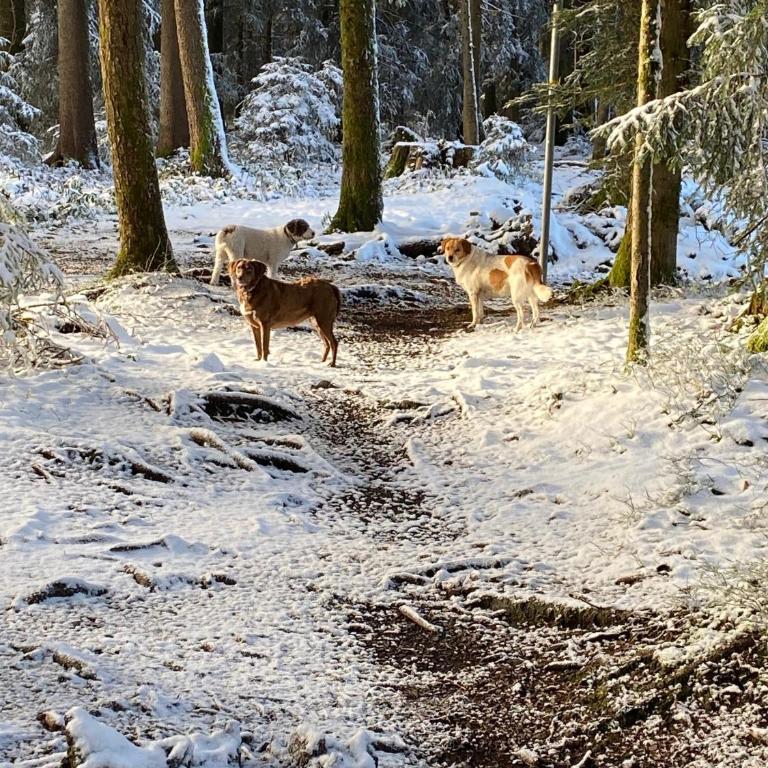 Allgäu- Ferienwohnung mit Hund - Apartment - 30