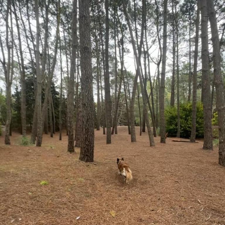 Casa en el bosque - Corazón de Ciprés - Casa de 2 dormitorios - 22