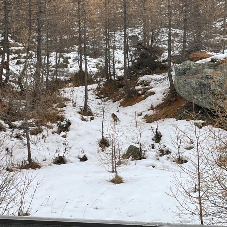 La casa sul bosco - Appartamento Monolocale - 26