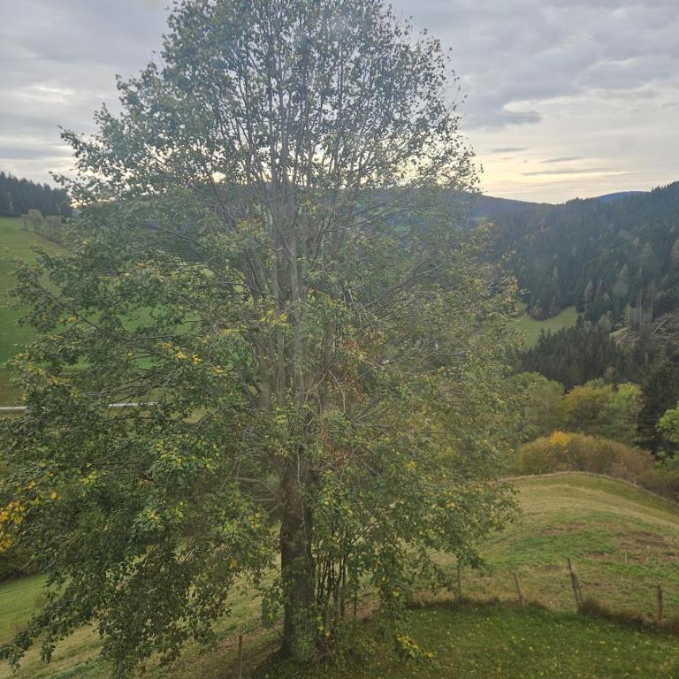 Gästehaus in ruhiger Lage zum Entspannen - Haus mit 4 Schlafzimmern - 49