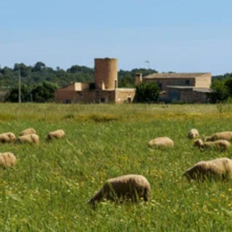 Ses Cases Noves de Campos - Four-Bedroom House - 32