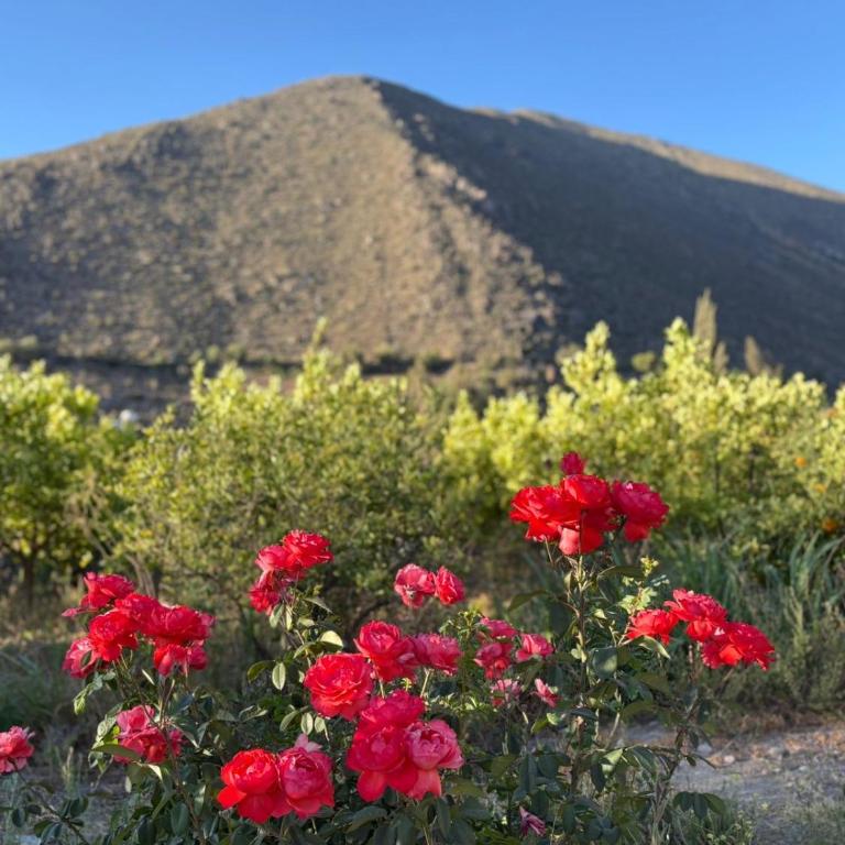 VALLE DEL ELQUI,Diaguitas, Vicuña - Casa de 3 dormitorios - 27