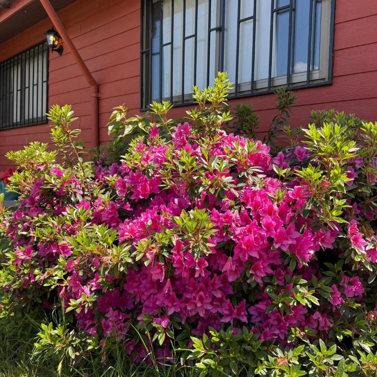 Casa el ensueño Lican Ray, a pasos de playa grande - Casa de 4 dormitorios - 21