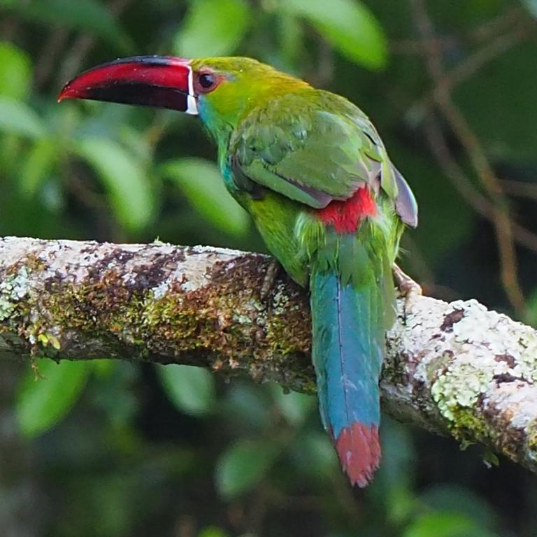 Cabane Limon - Salento - Double Room with Terrace - 11