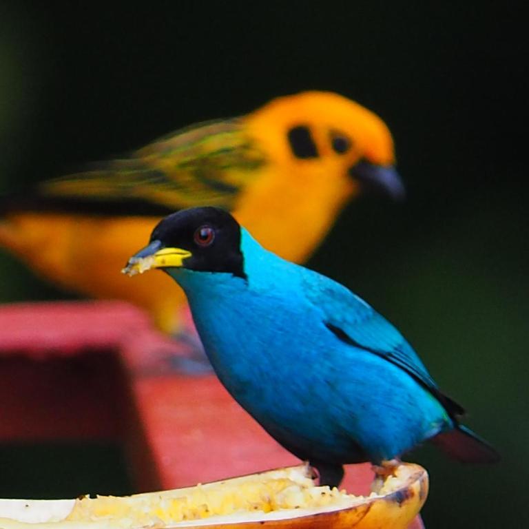 Limon - Habitación Doble con terraza - 85