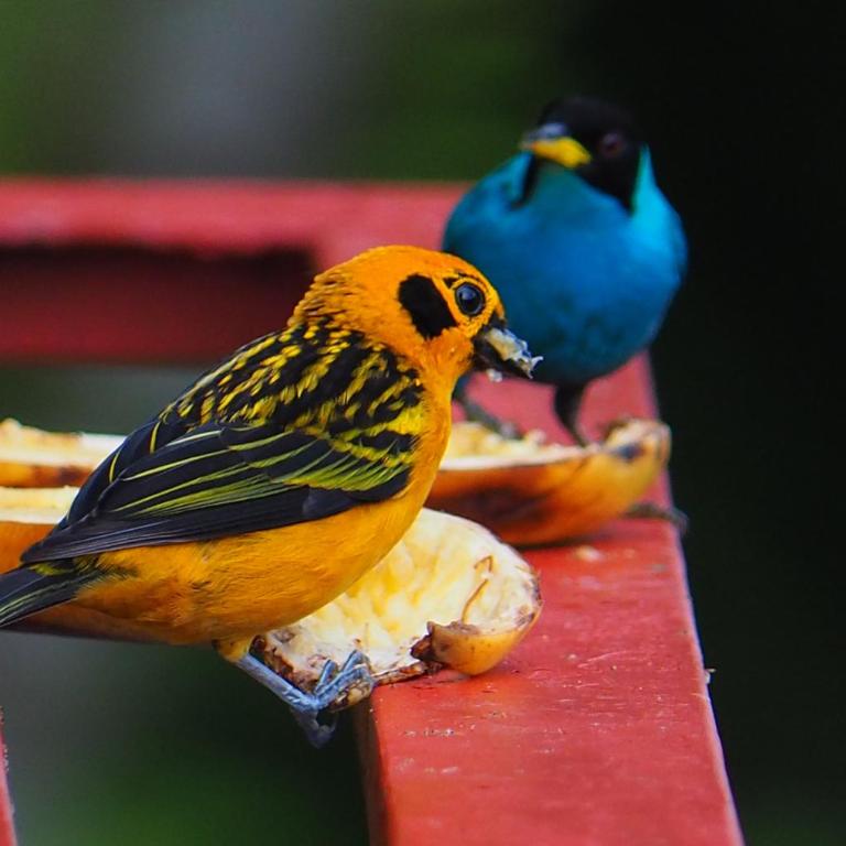 Limon - Habitación Doble con terraza - 87