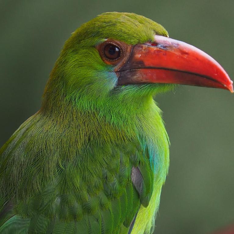 Limon - Habitación Doble con terraza - 5