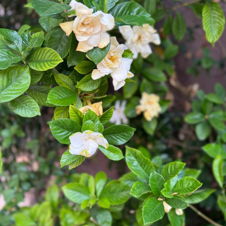 Casa Eusebio Blanco con patio parrilla y cochera en el centro de Mendoza - Casa de 5 dormitorios - 32