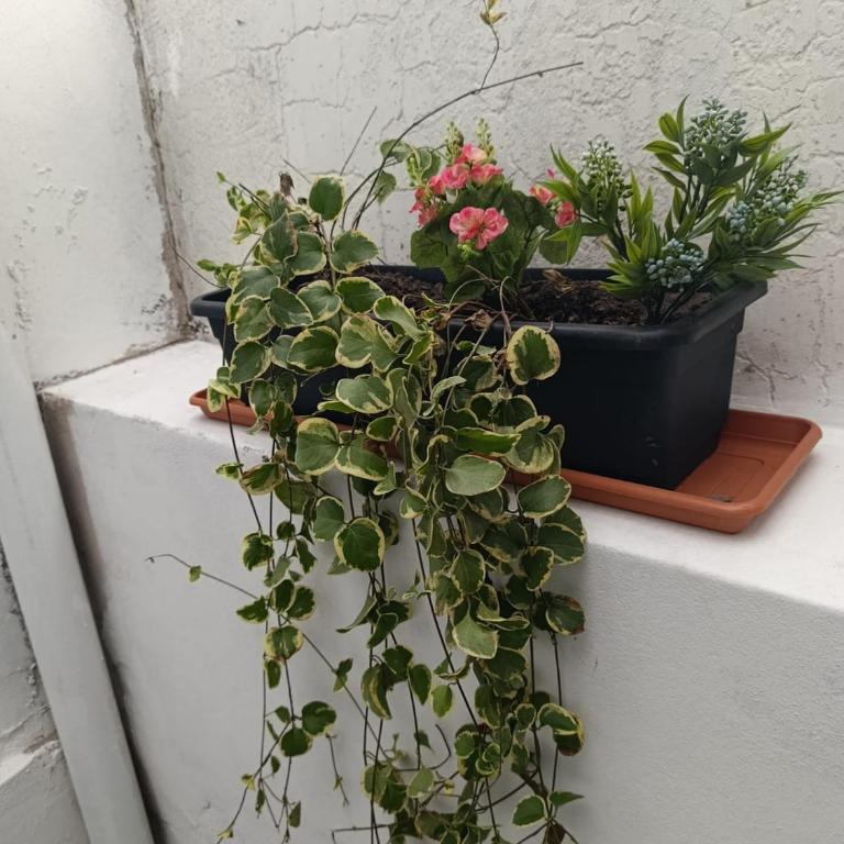 Kaedo PA - Apartamento de 2 dormitorios - 2