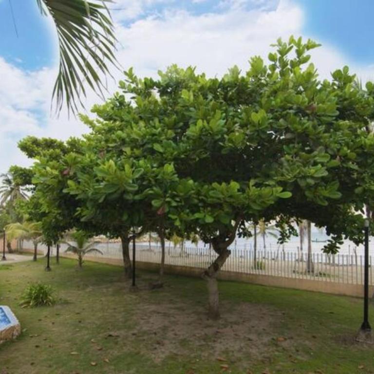 Hermoso Apartamento Frente al Mar 3 Habitaciones MSC34 - Three-Bedroom Apartment - 31