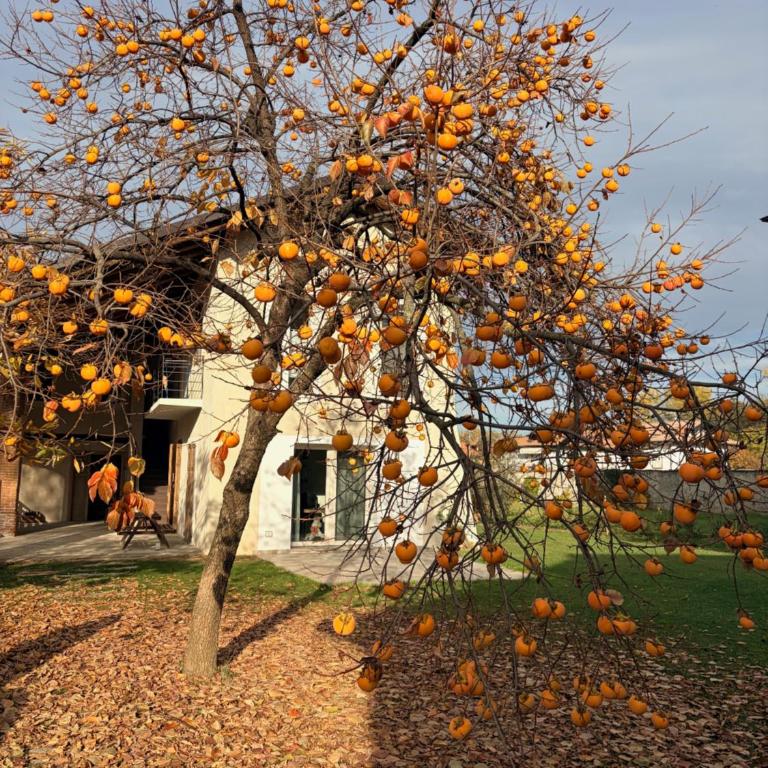 Cascina della Contessa Suite - Maison de Vacances - 1