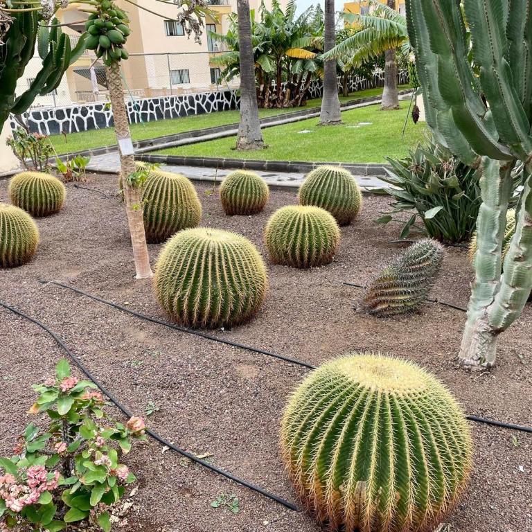 Los Cactus Apartment - Apartment with Terrace - 17