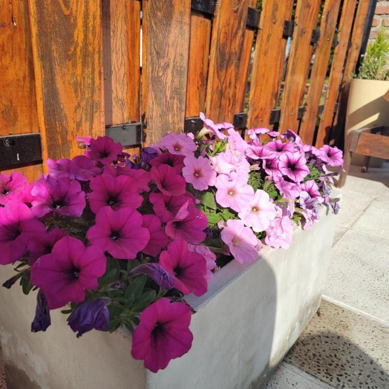 Quinta la hermosa - Casa con 1 dormitorio - 4