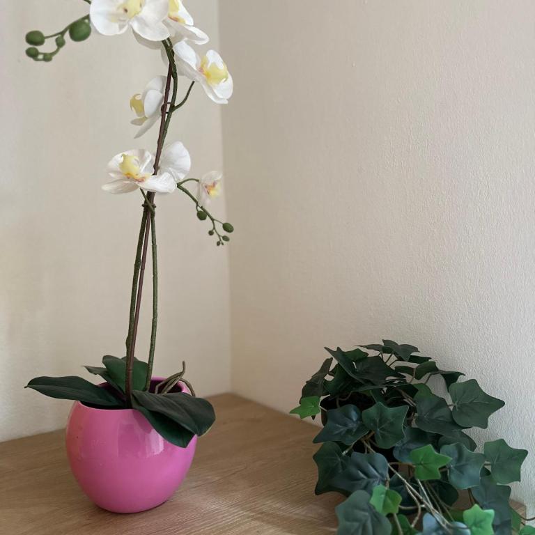 Molinari House Modena Giada - FREE ZTL - Apartment - 6
