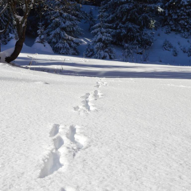 Studio rénové à Courchevel 1850, skis aux pieds, 4 pers, parking inclus - Studio - 12