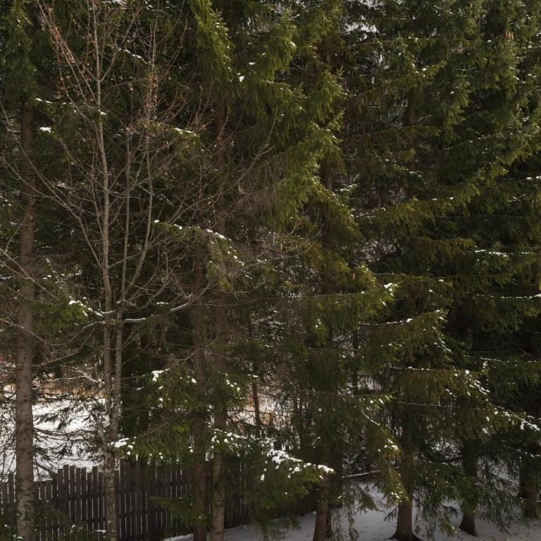 Nido di Lusso a Madonna di Campiglio - Appartamento con 1 Camera da Letto - 19
