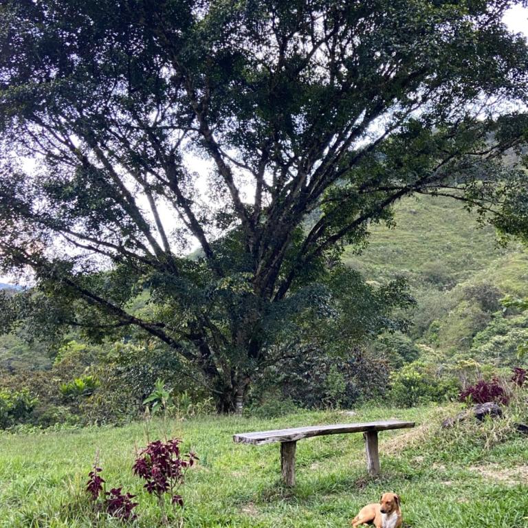 Camelia Hostel - One-Bedroom Chalet - 2