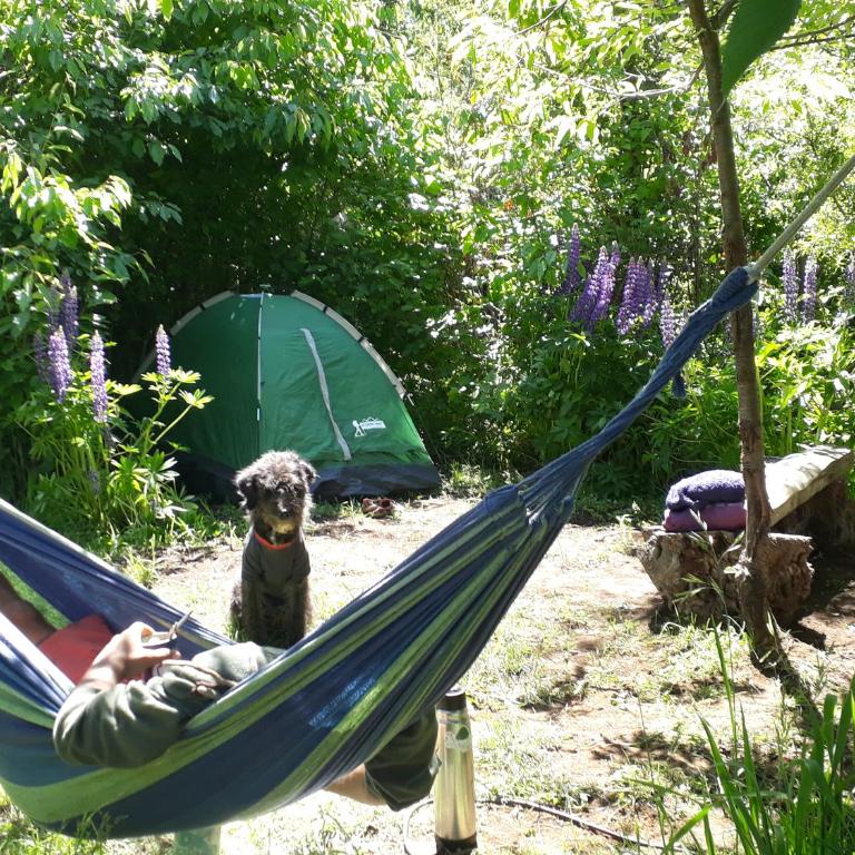 Refugio Holístico Flora Boreal - Tent - 5