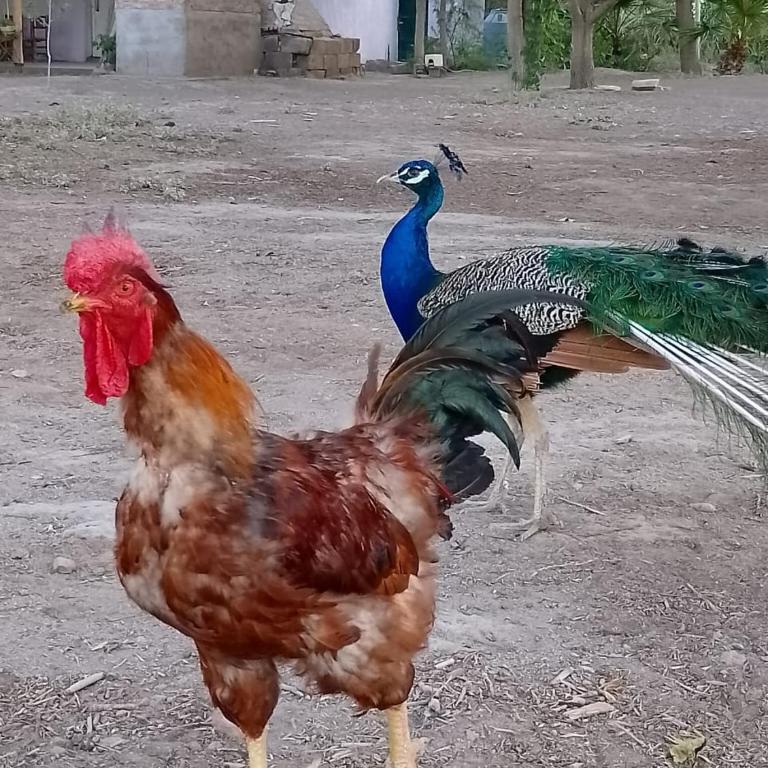 Cabaña de campo Secretos de la Naturaleza - Casa con 1 dormitorio - 16