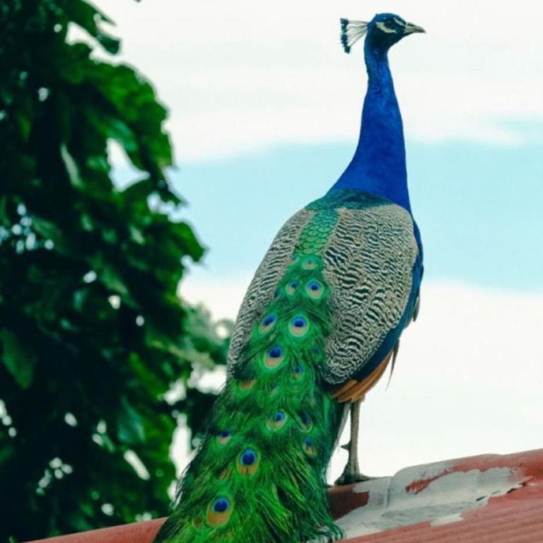 Mirador El paraiso glamping - Chalet - 36