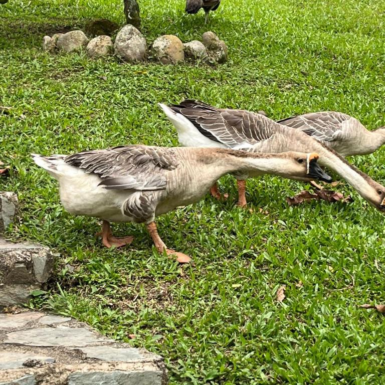 Mirador El paraiso glamping - Chalet - 35