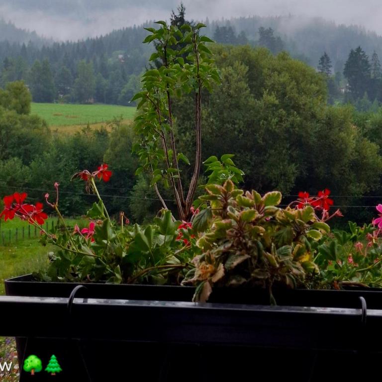 Sunnyside apartments, Pale, Ravna Planina, 4 kuce, 16 osoba - One-Bedroom House - 7