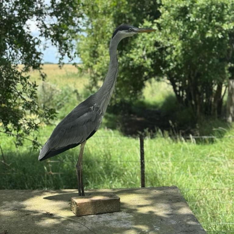 Hermosa casa de campo con jardines - estanque y piscina - Casa de 2 dormitorios - 12