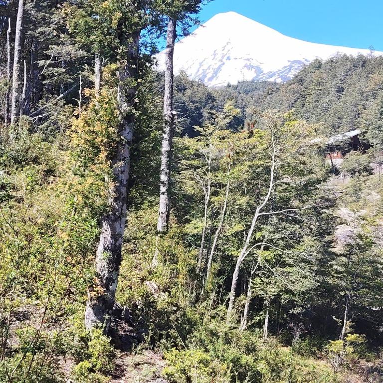 Cabañas mountain Native forest - One-Bedroom Apartment - 3
