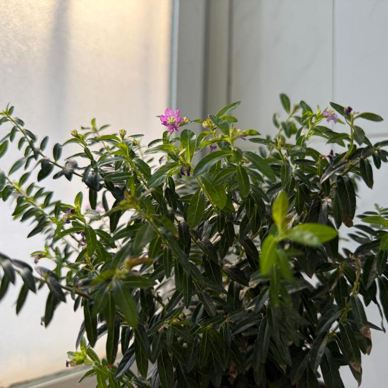 Cosy Estudio Marbella Centro - One-Bedroom Apartment - 13