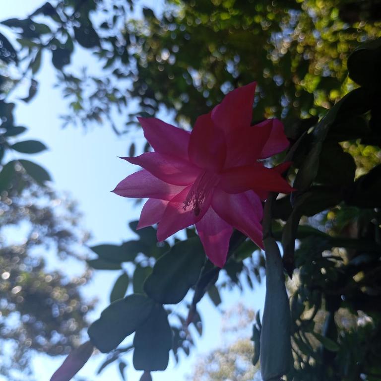 Cabaña en alquiler - oxapampa - One-Bedroom House - 6